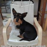 Foto de perro perdido en Le Mage Thimert Gatelles