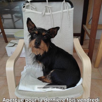 Foto de perro perdido en Le Mage Thimert Gatelles