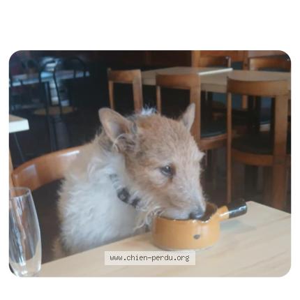 Foto 1/1 Hervoche Catherine Chien perdido en St nazaire