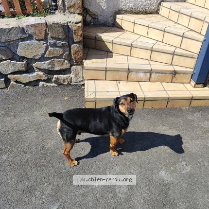 Foto 1/1 Perro encontrado Encontrado en Saint didier en velay