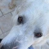 Foto de perro encontrado en Pujo Le Plan