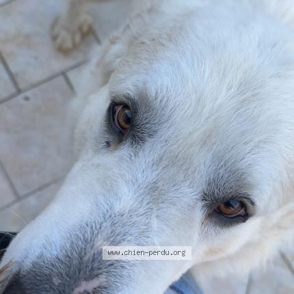 Foto 1/1 Perro encontrado Encontrado en Pujo le plan