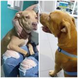 Foto de perro perdido en Panama