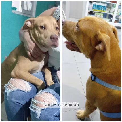 Foto 1/1 Ares Maxwell Perro perdido en Panama