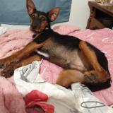 Foto de perro perdido en Montataire