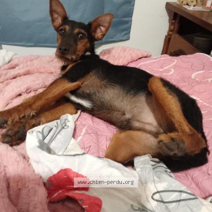 Foto 1/1 rio Chien perdido en Montataire