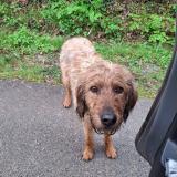 Foto de perro perdido en La Ferriere Au Doyen
