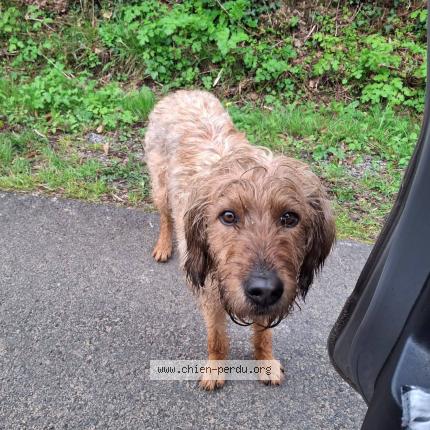Foto 1/1 Rocky Chien perdido en La ferriere au doyen