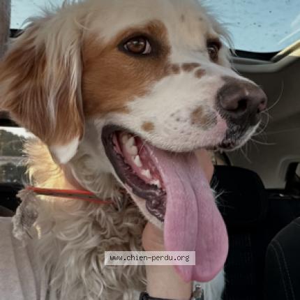 Foto 1/1 Perro encontrado Encontrado en Nimes