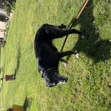 Foto de perro encontrado en Lespare