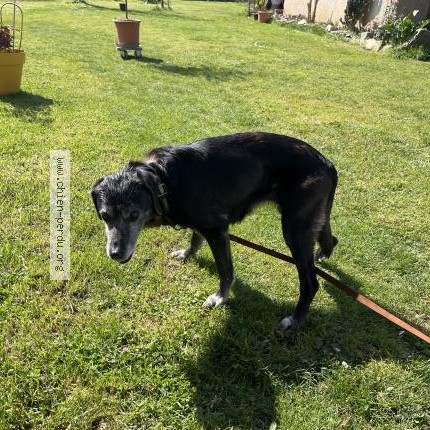 Foto de perro encontrado en Lespare