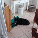 Foto de perro encontrado en La Salles Les Alpes