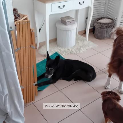 Foto 1/1 Perro encontrado Encontrado en La salles les alpes