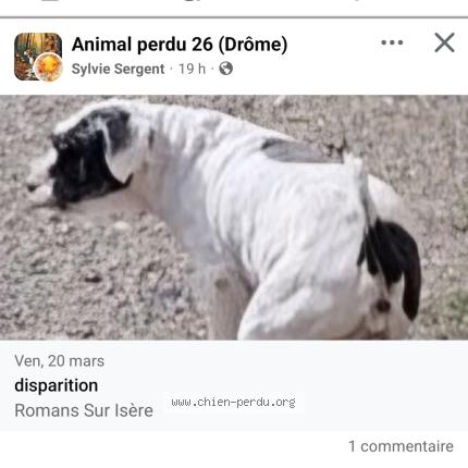 Foto 1/1 Sans nom Chien perdido en Romans sur isere