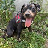 Foto de perro perdido en Vierzon