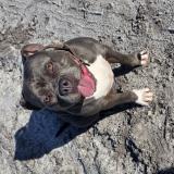 Foto de perro perdido en Belin Beliet