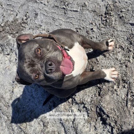 Foto 1/1 Nala Chien perdido en Belin beliet