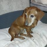 Foto de perro encontrado en St Michel Chef Chef