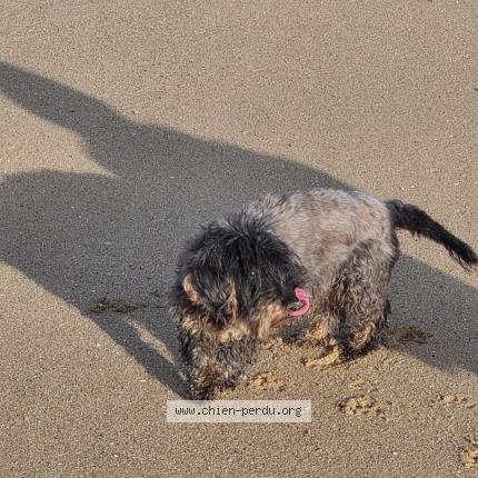 Foto 1/1 Maia Perro perdido en Colombiers