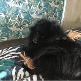 Foto de perro perdido en La Garnache