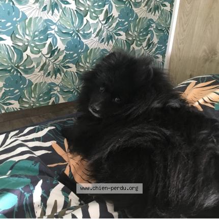 Foto 1/1 Igloo Chien perdido en La garnache