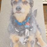 Foto de perro perdido en Aspet