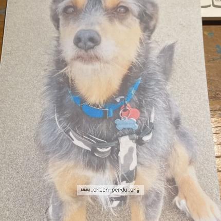 Foto 1/1 CHILLY Chien perdido en Aspet