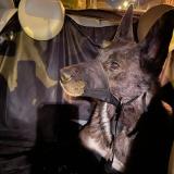 Foto de perro encontrado en Rouen