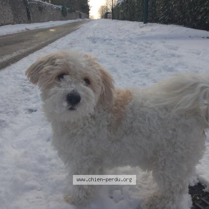 Foto 1/1 Sun Chien perdido en Cergy