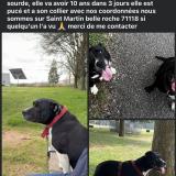 Foto de perro perdido en Saint Martin Belle Roche