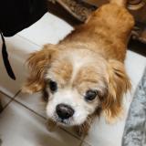 Foto de perro perdido en Fleury Sur Orne