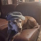 Foto de perro perdido en Aubrives