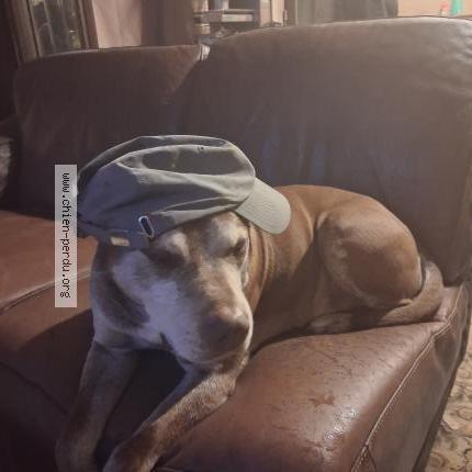 Foto 1/1 Balou Chien perdido en Aubrives