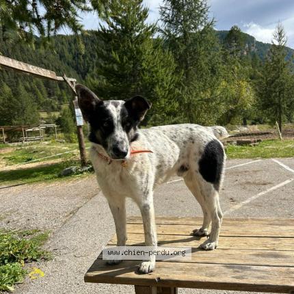 Foto 1/1 Tilu Chien perdido en Saint barthelemy le plain