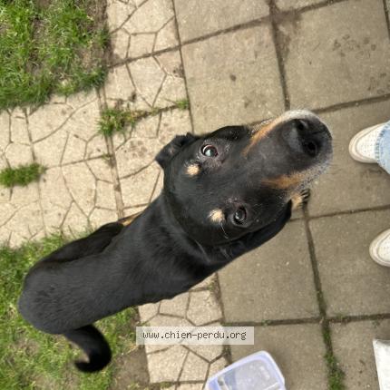 Foto 1/1 Perro encontrado Encontrado en Loos en gohelle