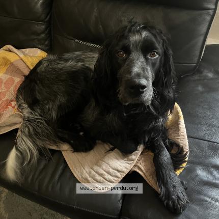 Foto 1/1 Pablo Chien perdido en Laval