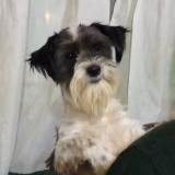 Foto de perro perdido en Punta Indio