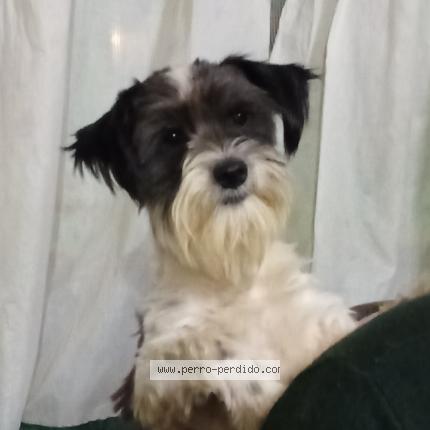 Foto 1/1 Manchi Chien perdido en Punta indio