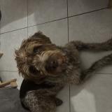 Foto de perro perdido en Marseille