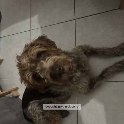 Foto 1/1 Obelix Chien perdido en Marseille