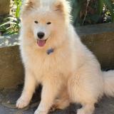 Foto de perro perdido en Saint Nicolas De Pierrepont