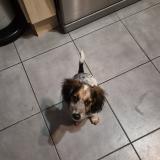 Foto de perro perdido en Bonnoeuvre