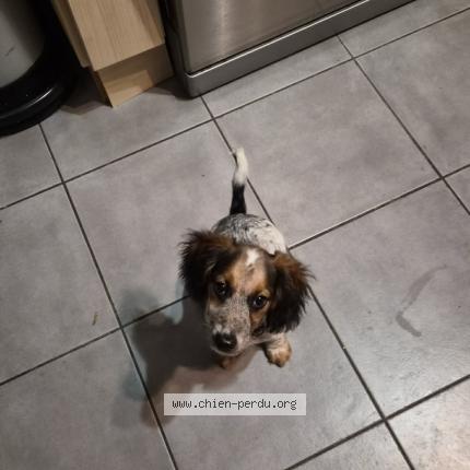 Foto 1/1 Judy Chien perdido en Bonnoeuvre