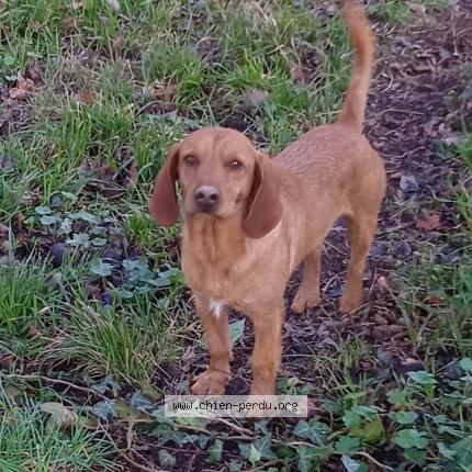 Foto 1/1 Biniou Chien perdido en Mareuil sur cher