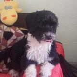 Foto de perro perdido en Quito