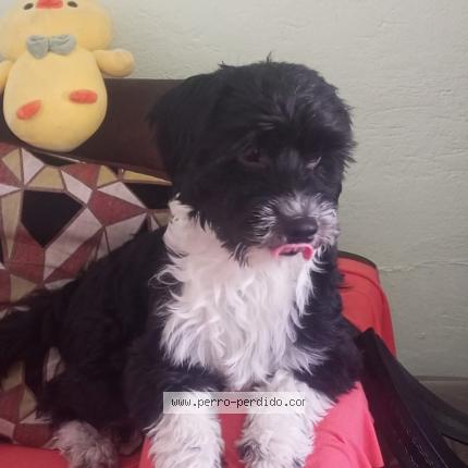 Foto 1/1 Rocky Chien perdido en Quito