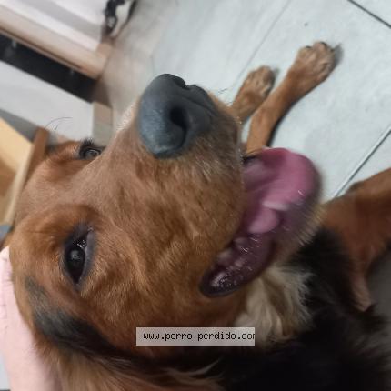 Foto 1/1 Perro encontrado Encontrado en Buenos aires