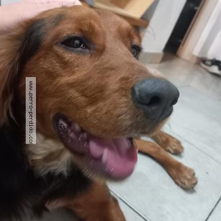 Foto 1/1 Perro encontrado Encontrado en Buenos Aires
