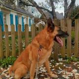 Foto de perro perdido en Saint Ave