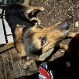 Foto de perro encontrado en Montigny